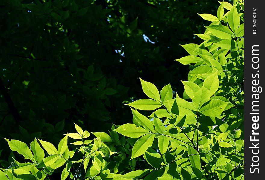 Background with green leaves highlighted the sun
