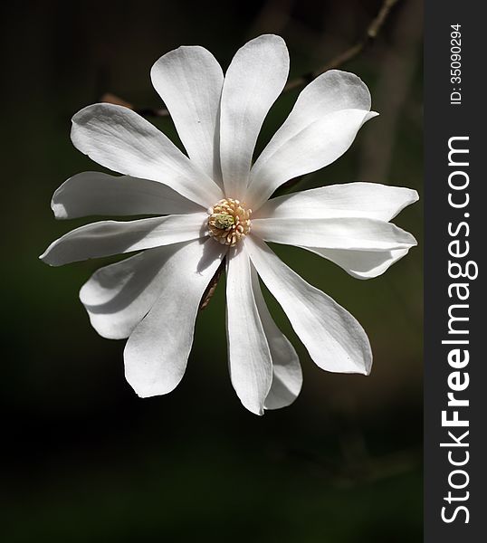 White flower of the magnolia in the full sun