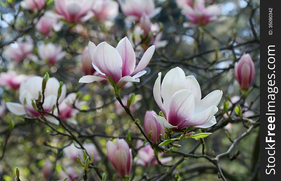 Pink flowers of the magnolia