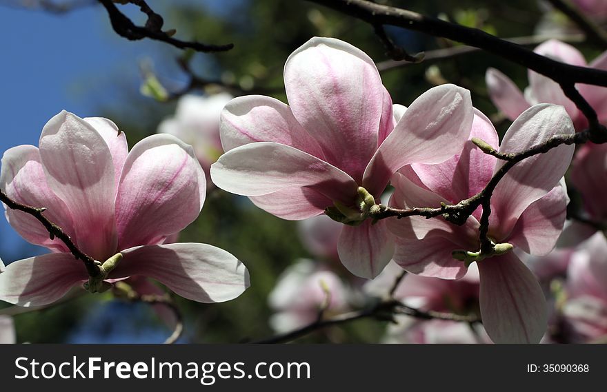 Pink flowers of the magnolia in the full sun