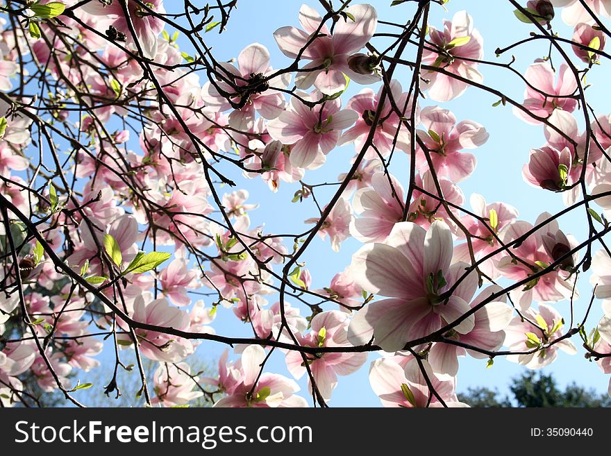 Pink flowers of the magnolia in the full sun