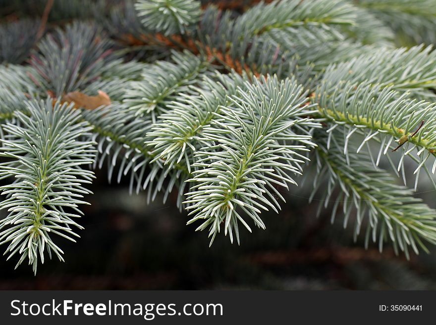 Twigs of the spruce