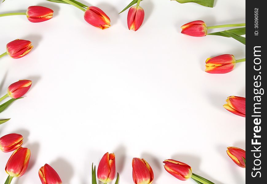 Background with a red-yellow tulips