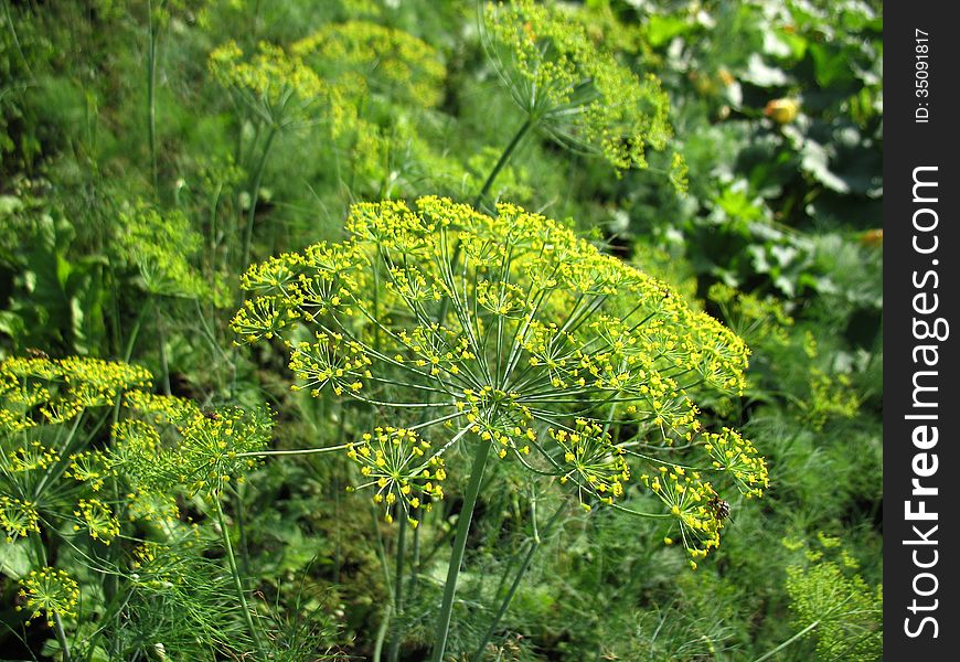 There are yellow flowers of fennel and green grass. There are yellow flowers of fennel and green grass