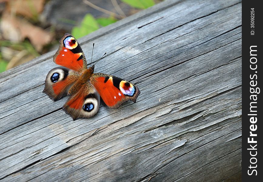 A beautiful butterfly is sitting on the old wooden board. This is Peacock butterfly or Portegeuse Peacock. A beautiful butterfly is sitting on the old wooden board. This is Peacock butterfly or Portegeuse Peacock.