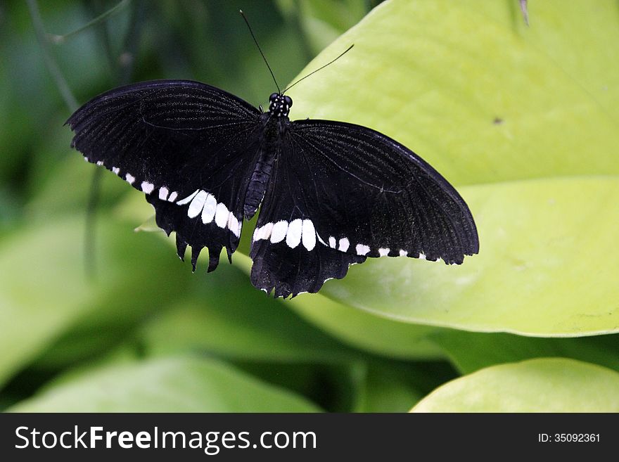 The black butterfliy sitting on leaves. The black butterfliy sitting on leaves