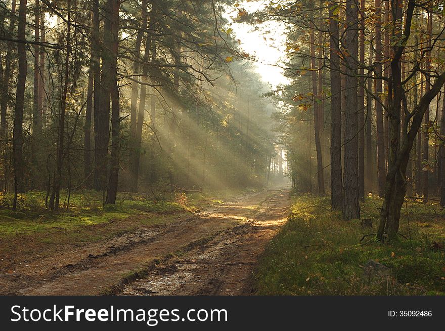 The photograph shows the dirt, forest road leading through the forest. It's morning, the road rises fog illuminated sun. The photograph shows the dirt, forest road leading through the forest. It's morning, the road rises fog illuminated sun.