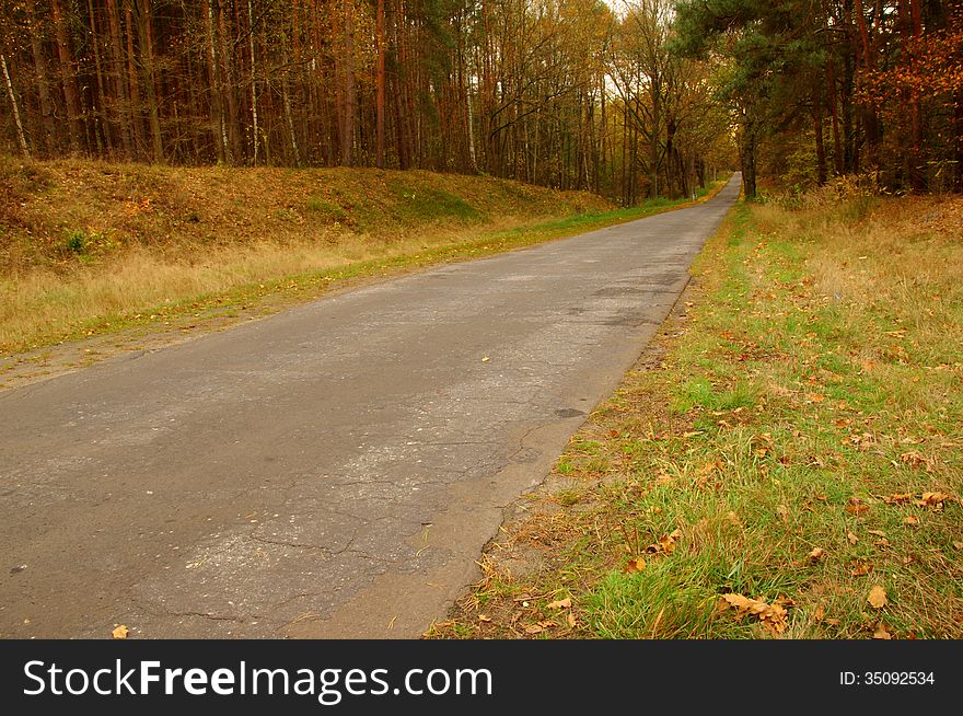 The photograph shows an asphalt road running through the coniferous forest. It is autumn, the leaves took on a yellow and brown color. The photograph shows an asphalt road running through the coniferous forest. It is autumn, the leaves took on a yellow and brown color.