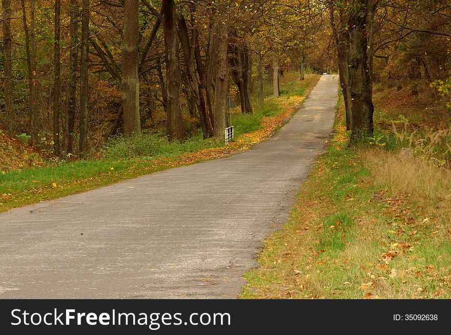 The photograph shows an asphalt road running through the coniferous forest. It is autumn, the leaves took on a yellow and brown color. The photograph shows an asphalt road running through the coniferous forest. It is autumn, the leaves took on a yellow and brown color.