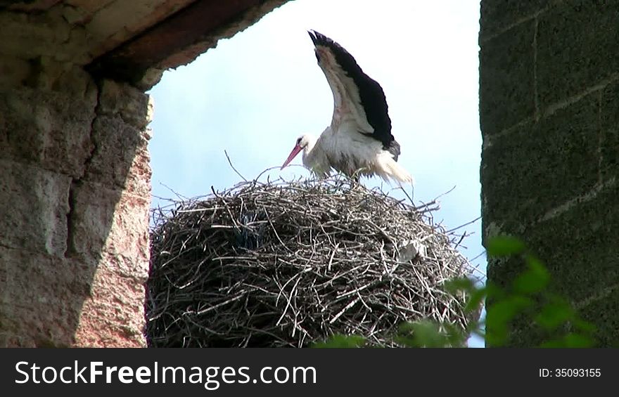 Sunny day. Between the walls of the old castle can be seen a large stork's nest. Wet after the rain dries the stork feathers, standing in the nest and waved their wings. Sunny day. Between the walls of the old castle can be seen a large stork's nest. Wet after the rain dries the stork feathers, standing in the nest and waved their wings