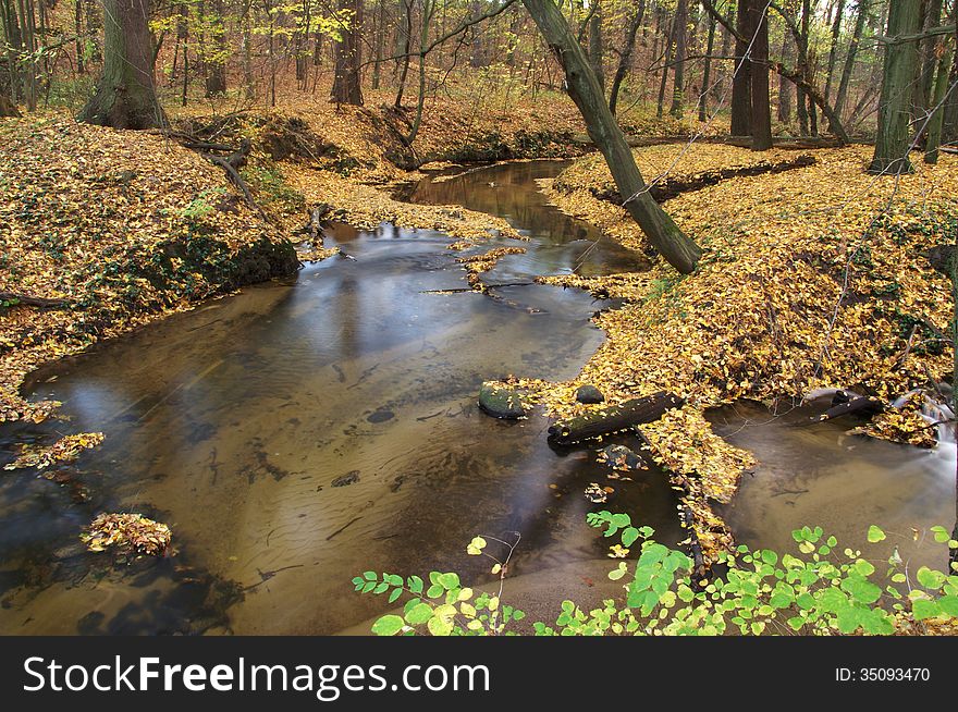 The photograph shows a small stream flowing through deciduous forest, is autumn, the ground is covered with a thick layer of fallen, sychych leaves. The photograph shows a small stream flowing through deciduous forest, is autumn, the ground is covered with a thick layer of fallen, sychych leaves.