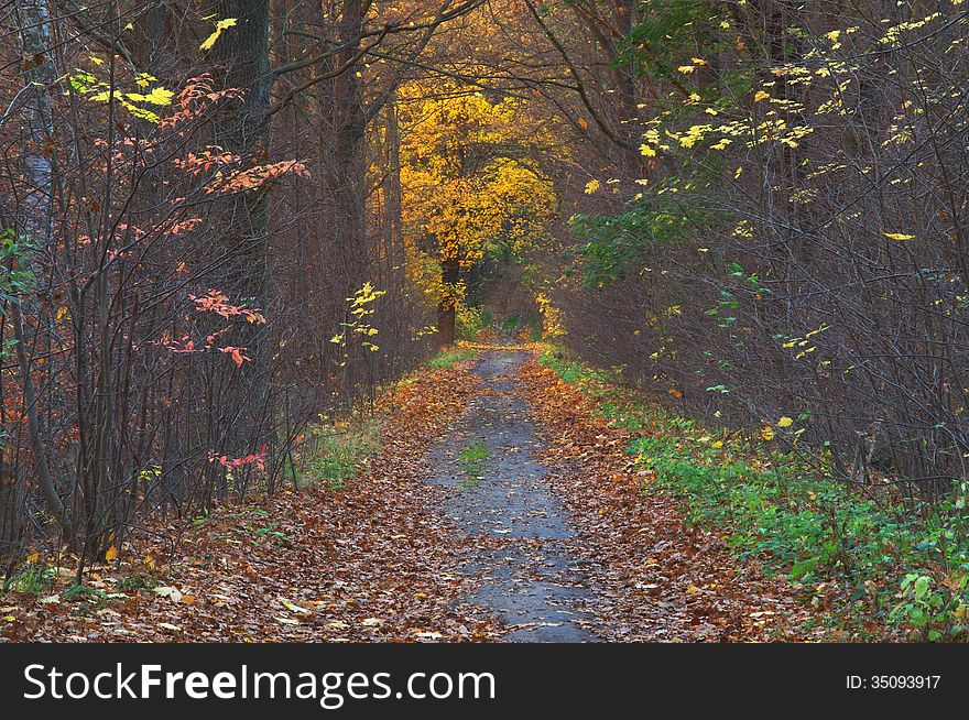 The photograph shows the road leading through the forest. It is autumn, the trees remaining remnants of yellow and brown leaves. The road surface is covered with a layer of fallen, dry leaves. The photograph shows the road leading through the forest. It is autumn, the trees remaining remnants of yellow and brown leaves. The road surface is covered with a layer of fallen, dry leaves.