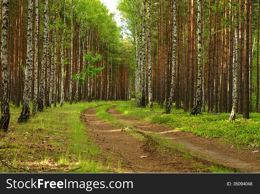 The photograph shows the road leading through the pine forest. Directly beside the road there are two rows of birch trees. The photograph shows the road leading through the pine forest. Directly beside the road there are two rows of birch trees.