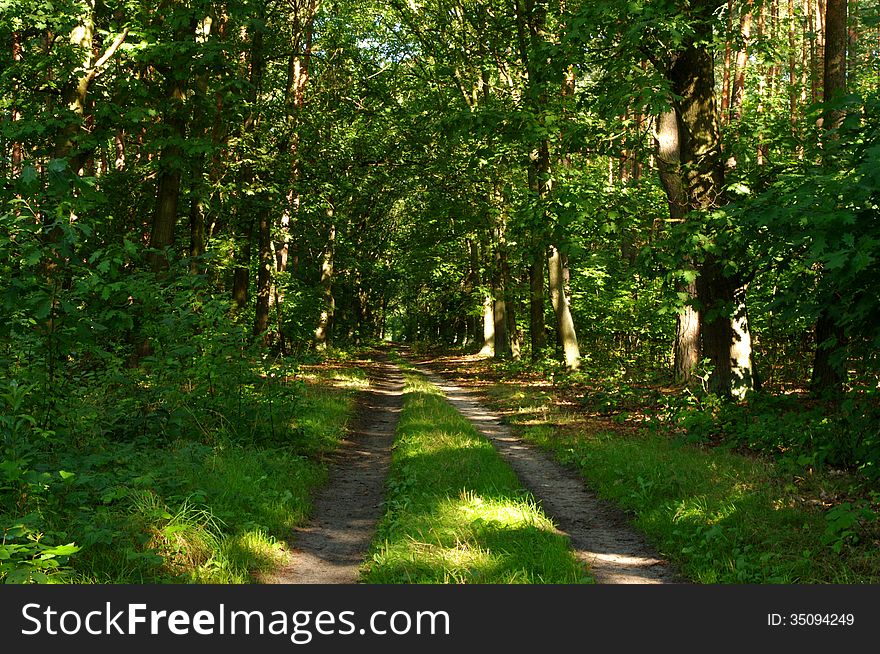 The photograph shows the road leading through the leafy green forest. It's a sunny day. The photograph shows the road leading through the leafy green forest. It's a sunny day.