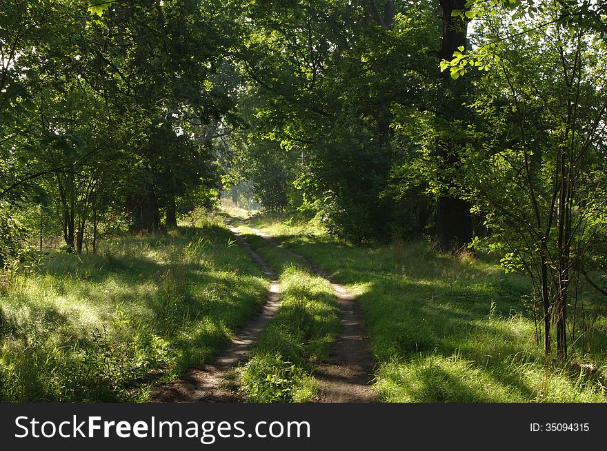 The photograph shows the road leading through the leafy green forest. It&#x27;s a sunny day. The photograph shows the road leading through the leafy green forest. It&#x27;s a sunny day.