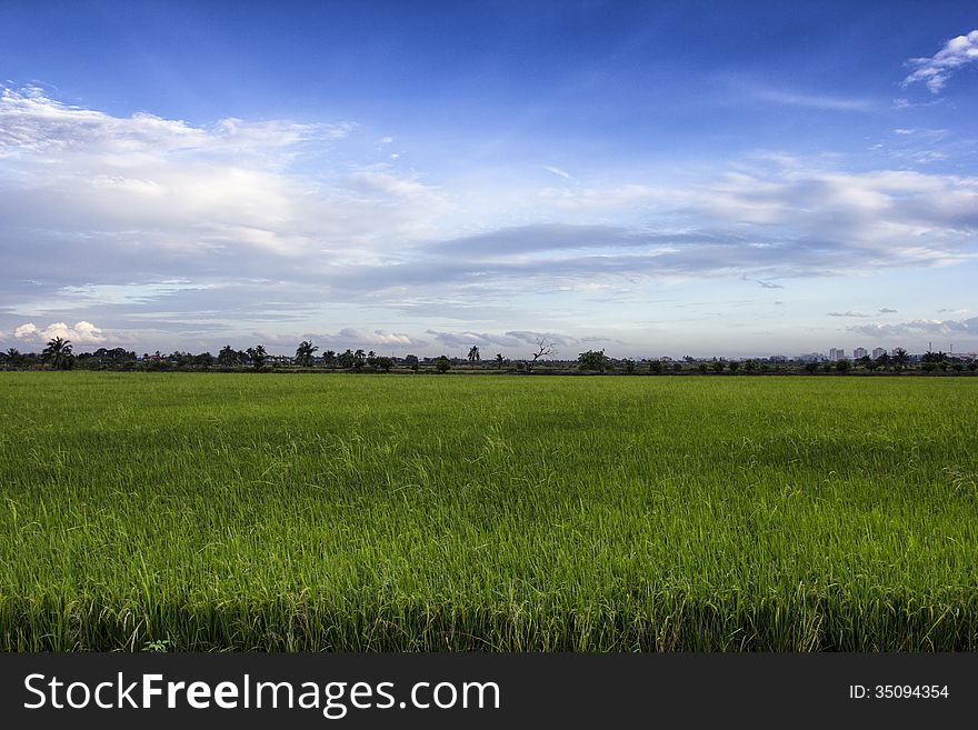 Rice field green grass is blue sky cloud cloudy landscape background