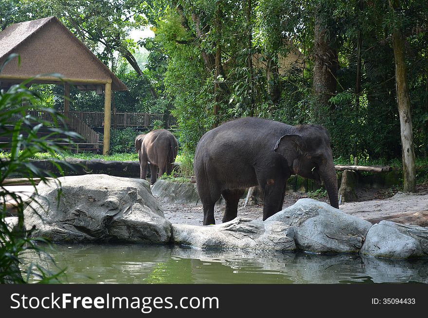 Asian Elephants