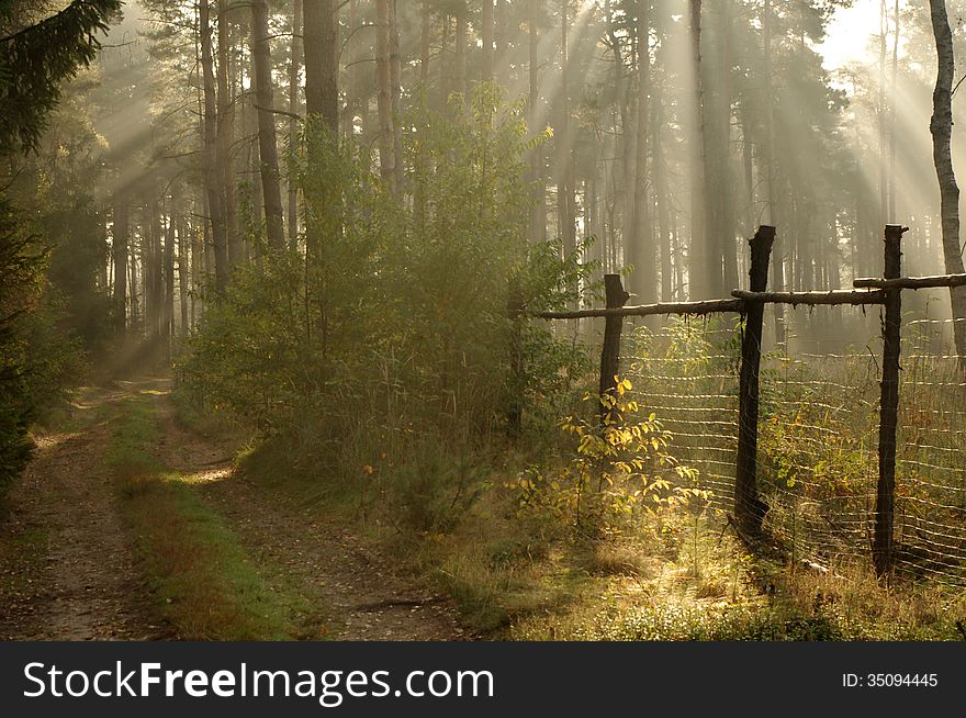 The photograph shows the road leading through the pine forest. On the right side there is a fence forest plantation. Between the trees hovering mist lightened sun. The photograph shows the road leading through the pine forest. On the right side there is a fence forest plantation. Between the trees hovering mist lightened sun.