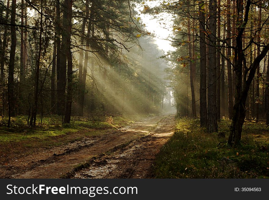 The photograph shows the road leading through the pine forest. Between the trees hovering mist lightened sun. The photograph shows the road leading through the pine forest. Between the trees hovering mist lightened sun.