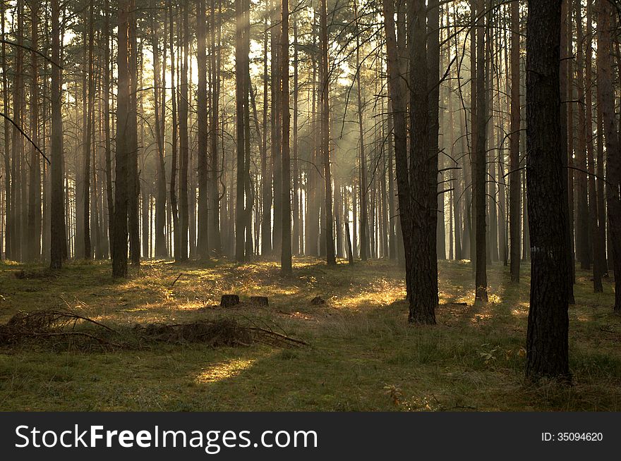 The photograph shows the tall pine forest. Between the trees hovering mist lightened sun. The photograph shows the tall pine forest. Between the trees hovering mist lightened sun.