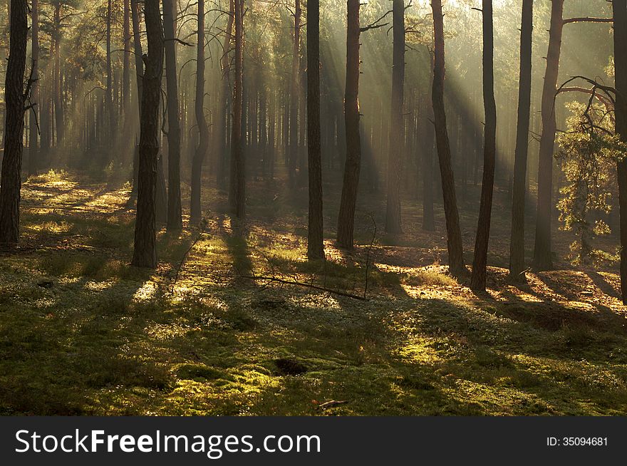 The photograph shows the tall pine forest. Between the trees hovering mist lightened sun. The photograph shows the tall pine forest. Between the trees hovering mist lightened sun.