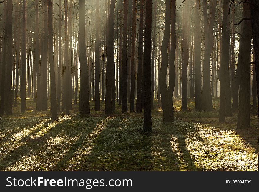 The photograph shows the tall pine forest. Between the trees hovering mist lightened sun. The photograph shows the tall pine forest. Between the trees hovering mist lightened sun.