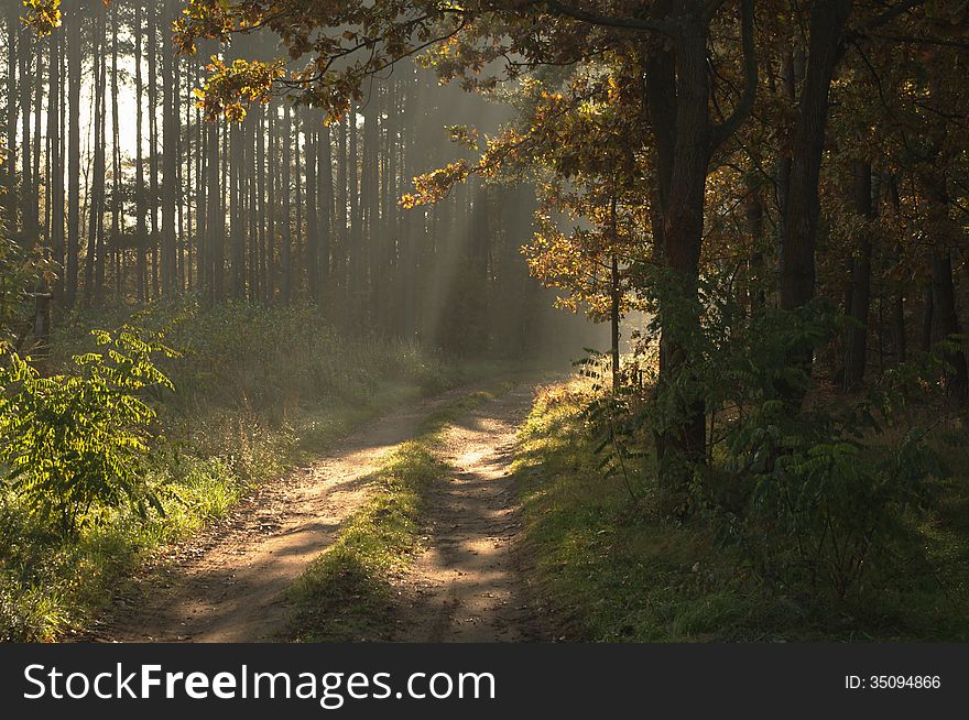 The photograph shows the road leading through the pine forest. Between the trees hovering mist lightened sun. The photograph shows the road leading through the pine forest. Between the trees hovering mist lightened sun.