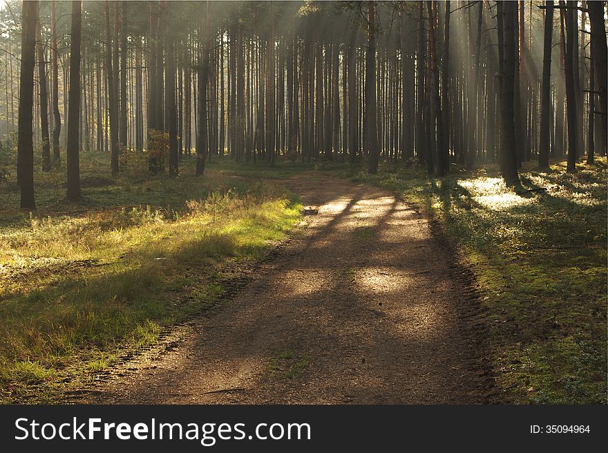 The photograph shows the road leading through the pine forest. Between the trees hovering mist lightened sun. The photograph shows the road leading through the pine forest. Between the trees hovering mist lightened sun.