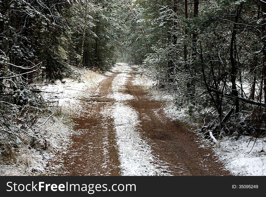 The photograph shows the forest road leading through the forest sosowy. It is winter. Land and trees are covered with a thin layer of snow. The photograph shows the forest road leading through the forest sosowy. It is winter. Land and trees are covered with a thin layer of snow.