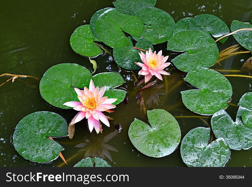 Pink lotus flower on the lake. Pink lotus flower on the lake