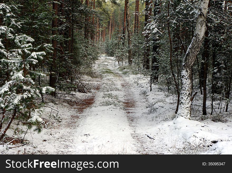 The photograph shows the forest road leading through the forest sosowy. It is winter. Land and trees are covered with a thin layer of snow. The photograph shows the forest road leading through the forest sosowy. It is winter. Land and trees are covered with a thin layer of snow.