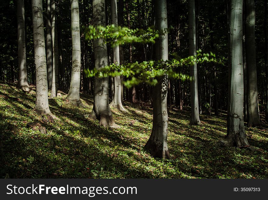 Motion-blurred beech branches in deep beech forest. Motion-blurred beech branches in deep beech forest