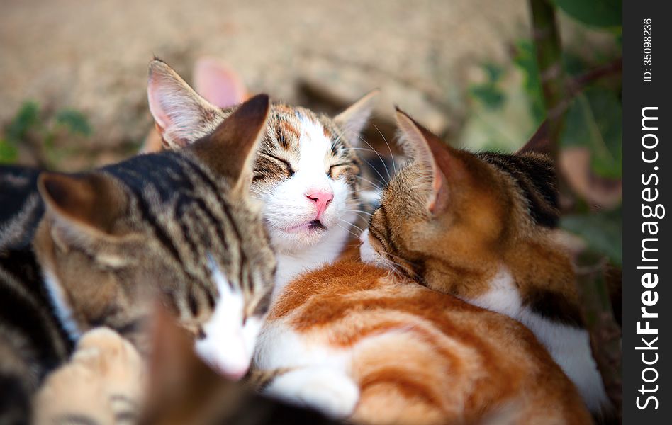 Wild kittens sleeping in the hedgerow