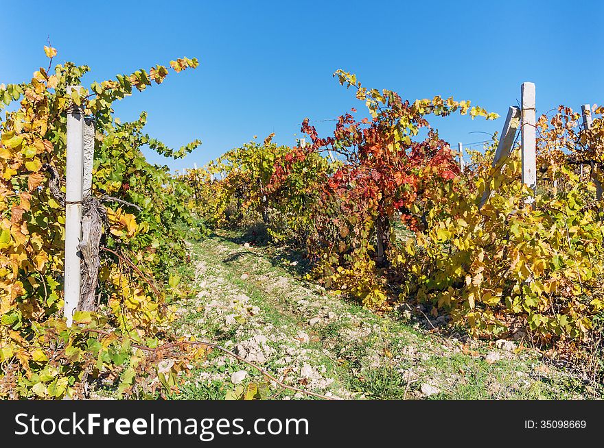 Crimea, Ukraine, the vine, autumn yellowing leaves. Crimea, Ukraine, the vine, autumn yellowing leaves