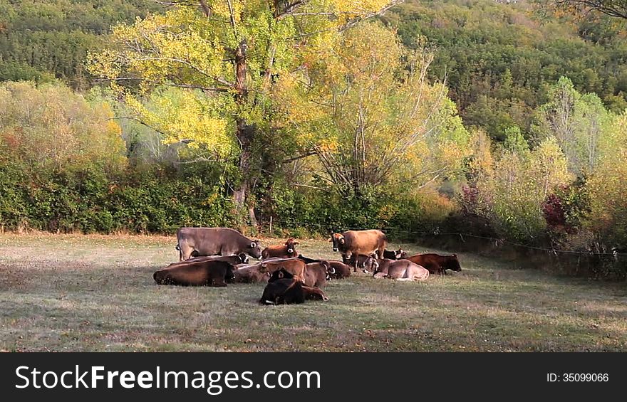 Cows lying on autumnal meadow with oak trees and mountains in the background. Cows lying on autumnal meadow with oak trees and mountains in the background