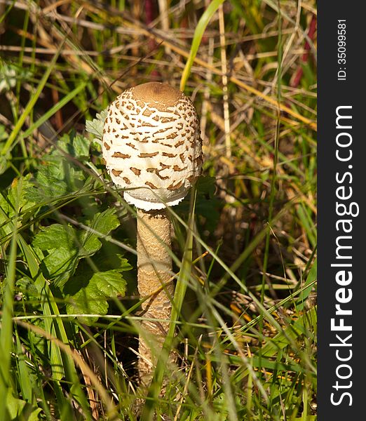 Lonely mushroom in the grass