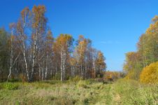 Autumn. River And Yellow Trees Royalty Free Stock Photo Autumn. River And Yellow Trees Royalty Free Stock Photo