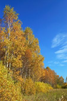Autumn. River And Yellow Trees Stock Photos Autumn. River And Yellow Trees Stock Photos