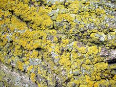 Old Tree Bark Royalty Free Stock Photography