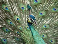 Peacock Royalty Free Stock Image Peacock Royalty Free Stock Image