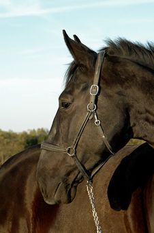Black Horse Portrait Stock Image