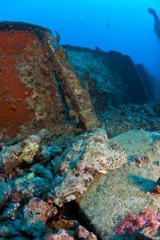 Crocodile Fish On Ship Wreck Stock Photography Crocodile Fish On Ship Wreck Stock Photography