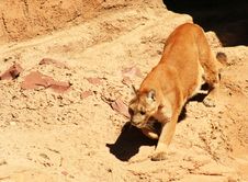 A Mountain Lion Royalty Free Stock Images