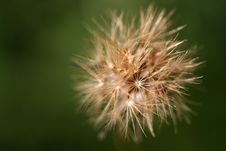 Small Dandelion Flower In Green Background Royalty Free Stock Photography Small Dandelion Flower In Green Background Royalty Free Stock Photography