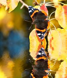 Sitting On Pear-tree Leaves Royalty Free Stock Photos Sitting On Pear-tree Leaves Royalty Free Stock Photos
