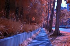Infrared Photo – Tree, Path Stock Photos Infrared Photo – Tree, Path Stock Photos