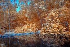 Infrared Photo – Tree And Lake Stock Photo Infrared Photo – Tree And Lake Stock Photo
