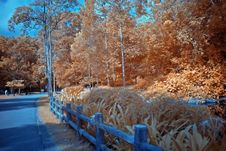 Infrared Photo – Tree And Path Royalty Free Stock Photography Infrared Photo – Tree And Path Royalty Free Stock Photography