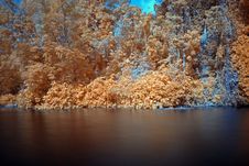 Infrared Photo – Tree And Lake Stock Image Infrared Photo – Tree And Lake Stock Image