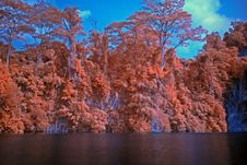 Infrared Photo – Tree And Lake Stock Image Infrared Photo – Tree And Lake Stock Image